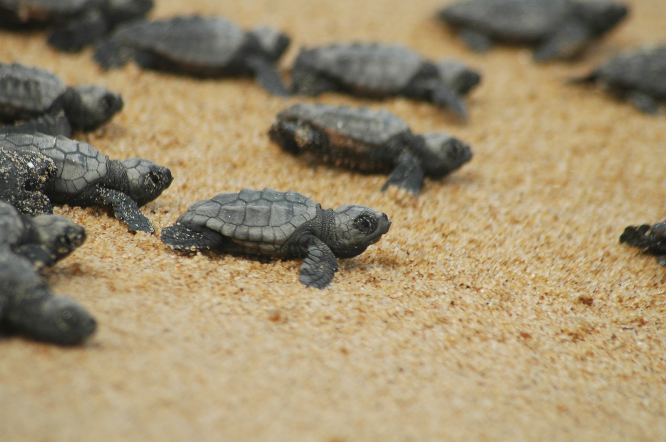 Schiusa Di Uova Delle Tartarughe Caretta Caretta Ultime Notizie