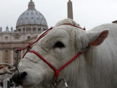 Invasione di animali da cortile in piazza San Pietro