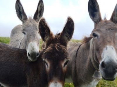 Asini, animali docili e preziosi anche per le proprietà nutritive del latte