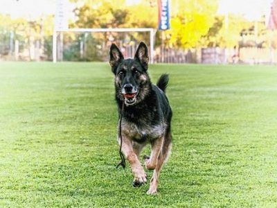 E’ morto Falco il cane che salvò tre bambini a Rigopiano