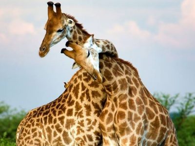 San Valentino ama gli animali: aiutiamolo a salvarli dall’estinzione