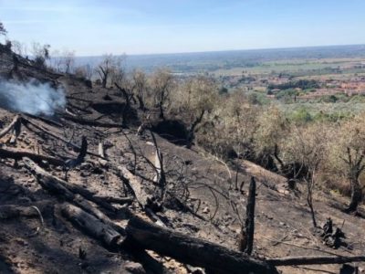 Dopo l’incendio, sui Monti Pisani torneranno gli ulivi