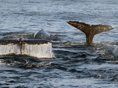 Droni per spiare i segreti della vita delle balene