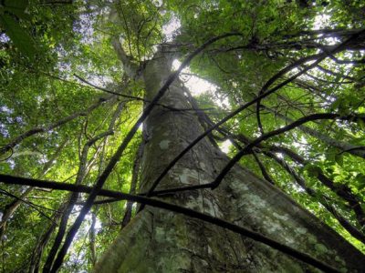 Nonostante i recenti disastri aumentano le foreste in Italia