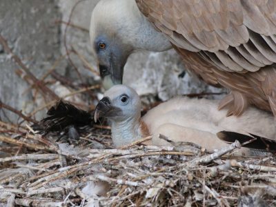 Nato il primo grifone del 2019 nel Parco dei Nebrodi