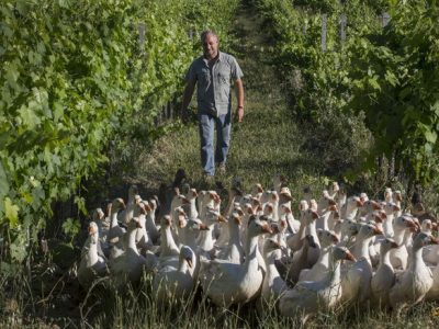 Oche tra i filari per non ricorrere ai diserbanti chimici