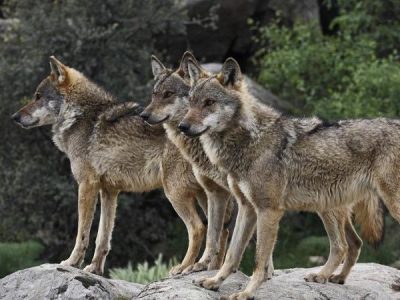 I lupi tornano a razziare e a Bolzano gli allevatori scendono in piazza