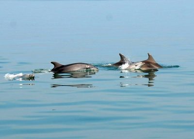 Temperature sempre più alte del mare incidono sulla biodiversità