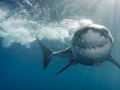 Safesharks, il progetto del Wwf per salvare gli squali