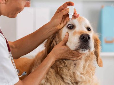 La lacrimazione nel cane, possibili cause e rimedi