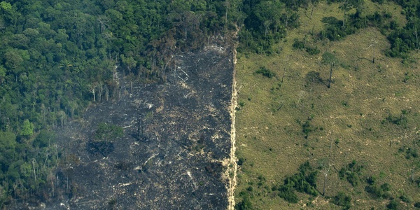 Greta Thunberg Amazzonia