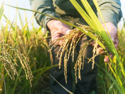 Camera, stop all’agricoltura biodinamica: salta l’equiparazione con il bio