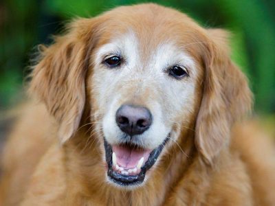 Cane anziano, come prendersene cura al meglio