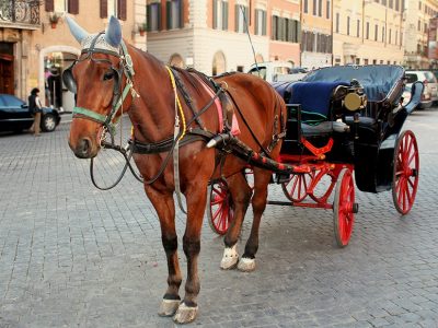 Cavallo collassato a Palermo: gli animalisti chiedono accertamento