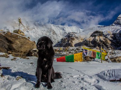 Una vacanza in montagna col cane: ottima scelta!