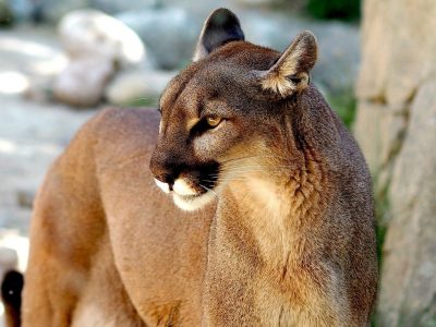 Usa, madre salva il figlio  battendosi a mani nude contro un puma