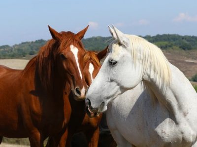 Intesa Sanpaolo sostiene Italian Horse Protection