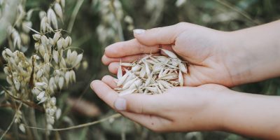 Quali sono le fasi di lavorazione del grano: dalla macinazione alla conservazione