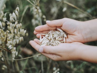 Quali sono le fasi di lavorazione del grano: dalla macinazione alla conservazione